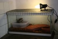 Bonnien v�liaikainen terra