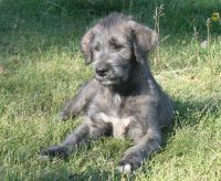 Suri <3