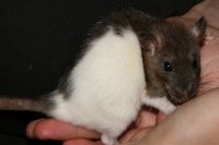 Pikku Hilta. <3