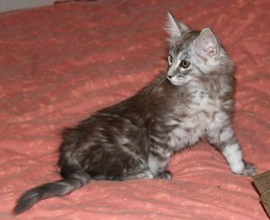 Maikkilan Minnesota.